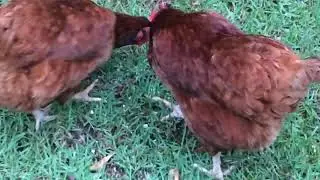 My Rhode Island reds eating homemade biscuits