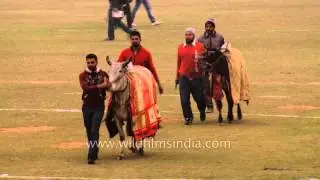 Bull marching on the field at Kila Raipur Sports Festival