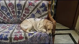 CRIMEMASTER COCO - THE LABRADOR is live