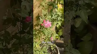 #minivlog #dailyvlog #viral #ytshortsviral #contentcreator #youtubeshorts #trending #vlogging #vlog