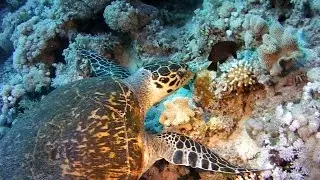SeaLife Micro HD: The World's First Permanently-Sealed and Flood-Proof Underwater Camera