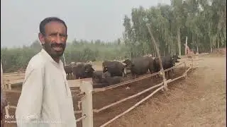 Agriculture land property sasti Zameen sasti land land record ferming animals ferming buffalo profit