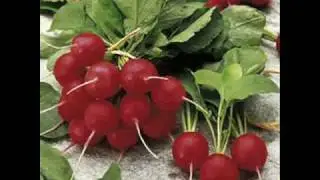 radijs