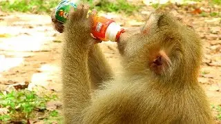 Pretty monkey ROSE drinks fresh milk