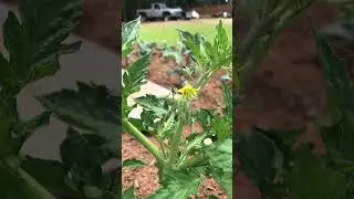 Flowers on the tomato plants // June in hardiness zone 8 #gardening #tomatoplants #tomatoes
