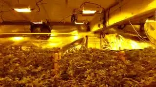 Enlite Sundisk 600W VS HPS