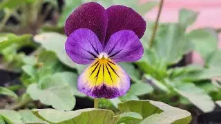 Plantoholic Lilly  is live