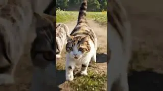 cat, rabbit and duck racing  #ai shorts