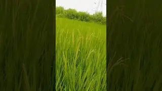 farming 🌾 🌾🌾#farming #farming#farmingcommunity community #nature