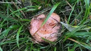 Lactarius deliciosus, November 23, 2023