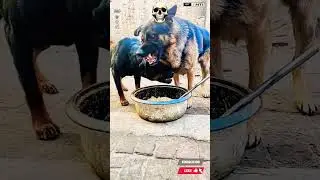 One Bowl, Two Alphas 🐕&zwj;🦺 German Shepherd vs Rottweiler #shorts