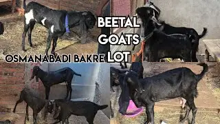 Beetal goats lot available in Hyderabad Tolichowki | Osmanabadi bakre in Tolichowki near limra hotel