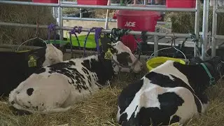 Niagara County Fair begins