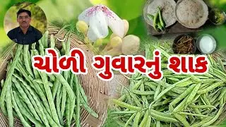 ચોળી ગુવારનું શાક||વાડીની મોજ||ખૂબજ મીઠાશ આપતું શાક||Choli Guvar nu sak|Organic|@Vanabhai.Chauhan