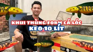 Khui Th&ugrave;ng Form C&aacute; L&oacute;c Trong Keo 10 L&iacute;t Dời Sang Form Th&ugrave;ng Xốp Form Ngo&agrave;i Trời