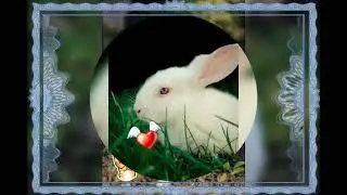 muyal kutti, what's app status video 🐇🐰🥕bunny