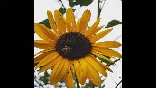 Protecting Wildlife and Biodiversity with City Ordinances