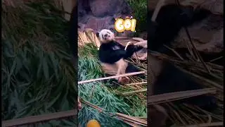 Funny panda Meng Er eating bamboo. #panda #shorts