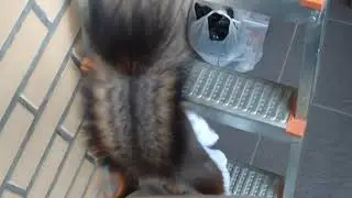 Дакси строит гнездо 2