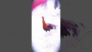 most beautiful peacock of the world #peacock, #botanzoo ,#shortvideos