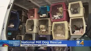 State Board Issues Cease & Desist Order To Puppy Mill Rescue Group