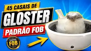 CANÁRIO GLOSTER: 45 CASAIS PADRÃO FOB