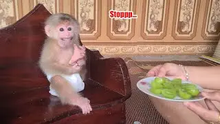 David the monkey has a strange behavior biting his own leg