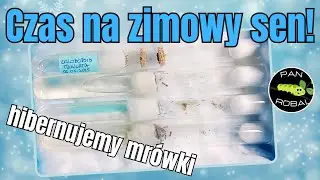 🐜 Zimowanie wystartowało! ❄️ Co słychać u moich kolonii po ekscesach? 🧊