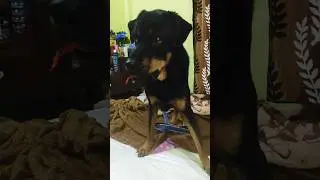 Rottweiler Dog😱 #ytshort #rottweiler #agressive #shorts
