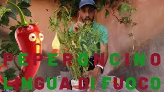 Coltivazione Facile del Peperoncino Lingua di Fuoco #peperoncino #fuoco