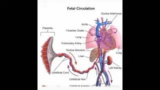 Fetal circulation 