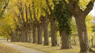 Black Poplar Wood: Properties, Uses, and Importance