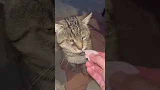 Кошачьи объятия ❤️ #кошки #лучшийдруг #любовь #кот