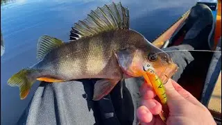 Fishing for Redfin Perch, Duddings Lake, Manawatu