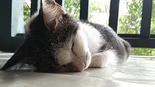 Sunday morning cat | the cats act 🐈