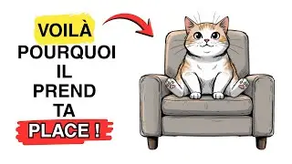 Si votre chat PREND TA PLACE, il essaie de vous dire CECI...