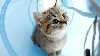 The innocence of Lili the kitten playing in the cat tunnel for the first time is soothing!