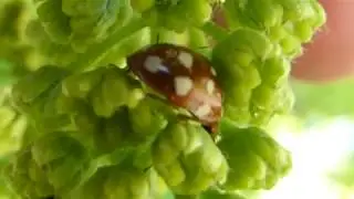 Sycamore maple - Acer pseudoplatanus - Gar&eth;ahlynur - Gar&eth;tr&eacute; - Gr&aelig;n bl&oacute;m