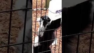 Black and White Ruffed Lemur Drinking