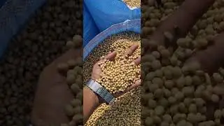 High-Efficiency Soybean Threshing in Action 🚜 #soyabean #threshing #village #farming #india #vlogs