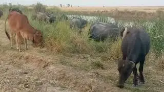 Animals found in the forests of Bet in the Indus River region || HD Video 4k view||#wildlife #animal