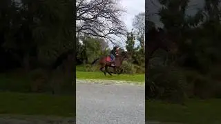 Basil slow gallop.😱 #horsey #fast #fyp