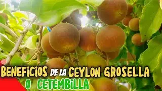 Dovyalis Hebercarpa: La Superfruta para tu Bienestar &ndash; Ketembilla 🌿DOSIS CON LAURA
