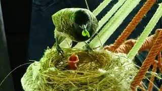 Bulbul bird Feeding caterpillar to Babies | Baby Bird's Feeding | Father's day Special