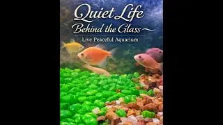 Quiet Life Behind the Glass &ndash; Live Peaceful Aquarium