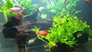 4 Foot Tank (Bettas, Otos, L134 Plecos)