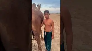 desert life #camels milk #traditional #villagelife