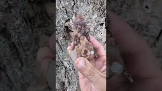 I mined this spirit quartz crystal in eastern Wyoming.