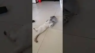 House rafting KITTENS  / playful Kittens / icemac tv