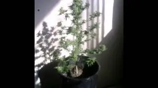 Week 5 update first time T5 grow